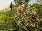 09 Heracleum sphondylium (Panace)